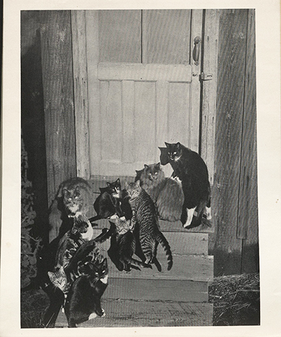 Image of cats on stairway taken by Edward Weston