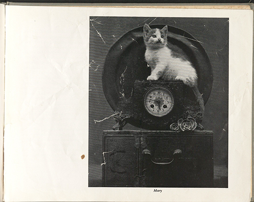 Image of cat sitting on a clock taken by Edward Weston