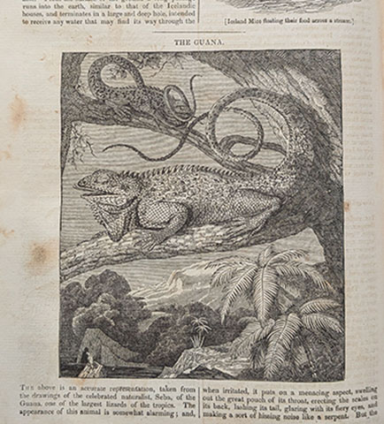 A page from The Penny Magazine, November 24, 1832