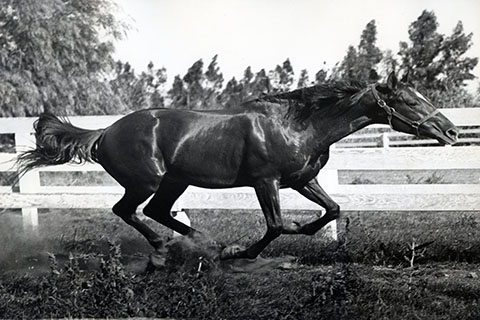 A horse gallops around the farm.