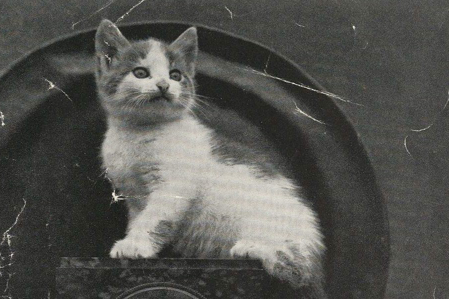 Detail of an image from the title page of The Cats of Wildcat Hill