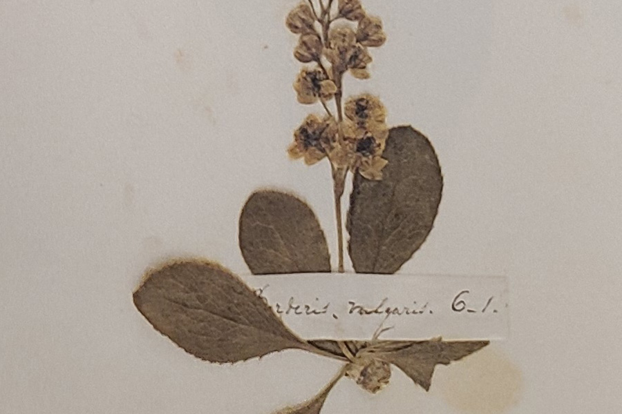 Detail of a pressed flower from page 1 of Emily Dickinson's Herbarium