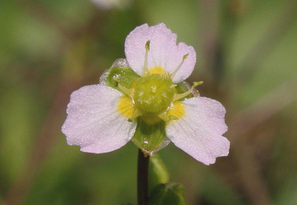 Photo of pink-petaled flower