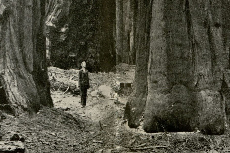 The Giants of Sequoia and Kings Canyon