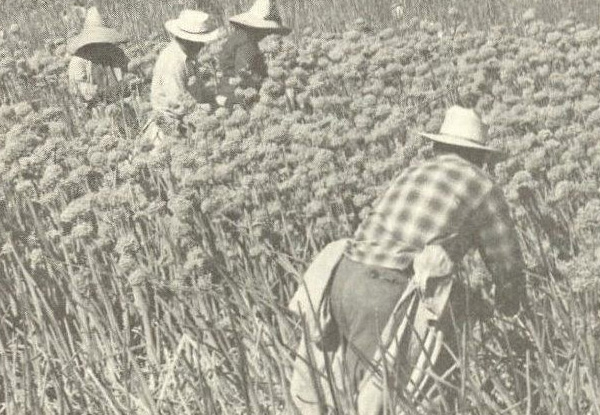 Immigrant workers on fruit farm. Report from the Center of Philosophy & Public Policy, 1981