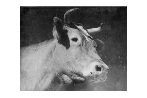 Champion Guernsey dairy cow Linetta, ca. 1937