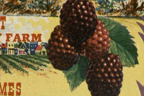 Cover art from "Fabulous Farmer, The Story of Walter Knott and His Berry Farm". S417.K62 H6