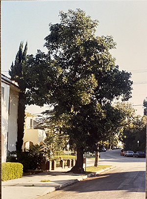 Image of one of the avocado trees on Avocado Street designated as Historical Cultural Monument #343