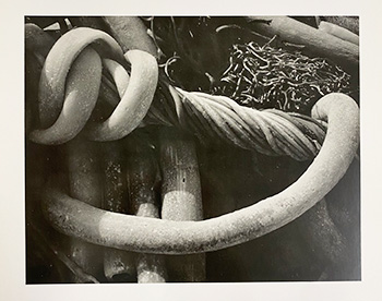 "Plate 5, Kelp, 1930" photographic print by Edward Weston, F868.M7 W4 1950