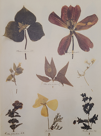 Plate 43: Trillium, tulip, muskflower, starflower, gilia, two types of false foxglove, California poppy 