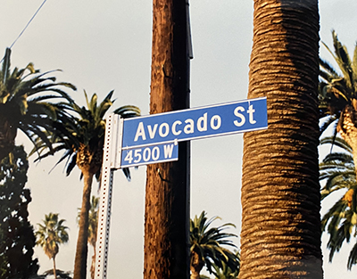 Photo of the Avocado Street sign from the Historic Avocado Trees Binder 