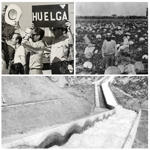 Striking agricultural workers, pumpkin field in Lankershim, the Cascades