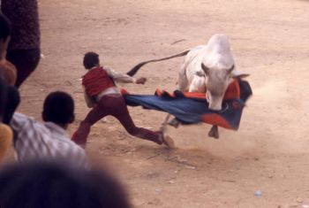 Bullfight, San Basilio de Palenque, 1976