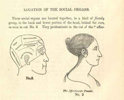 Illustration, Location of the Social Organs