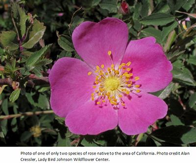 Native rose of California
