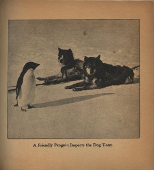 Penguin and sled dogs, in Paramount Newsreel Men with Admiral Byrd in Little America