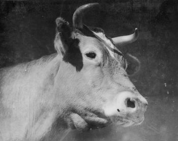 Champion Guernsey dairy cow Linetta, ca. 1937