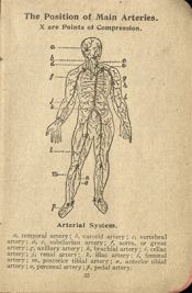 Illustration of major arteries and compression points of the human body