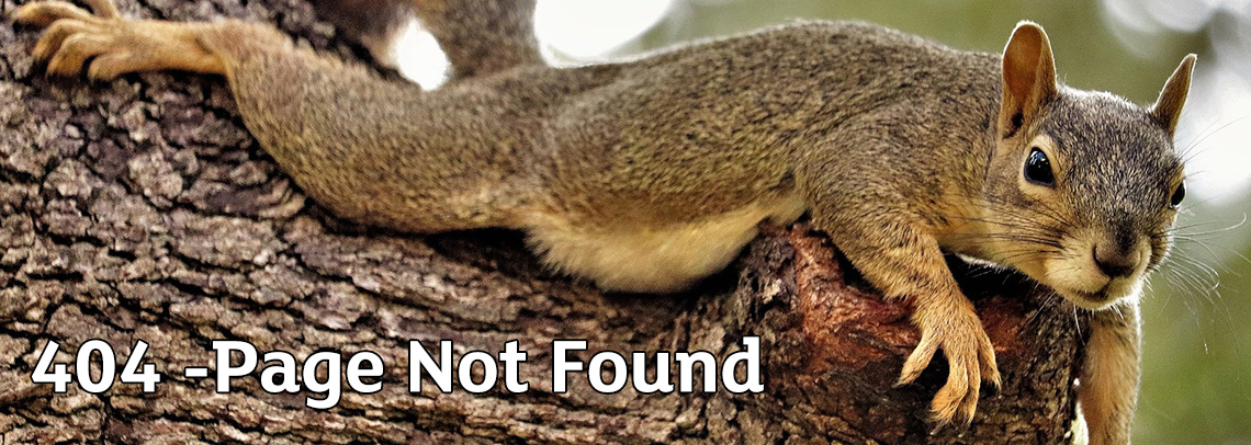 squirrel laying down in a tree - 404 Page Not Found