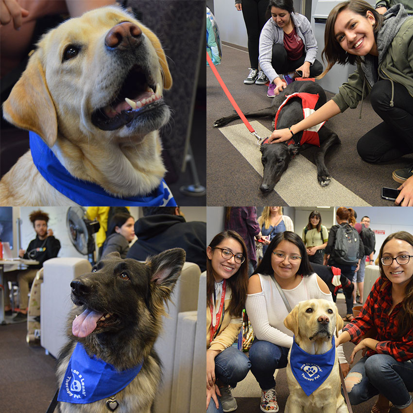 Therapy Dogs at the Oviatt Library