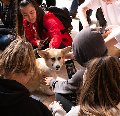 Students relaxing with a therapy dog at the Oviatt Library