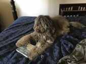 Dog looking at a book