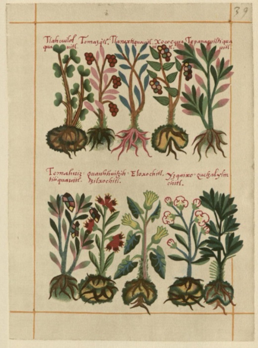 Multiple plants from the Codex Badiano by Martin de la Cruz