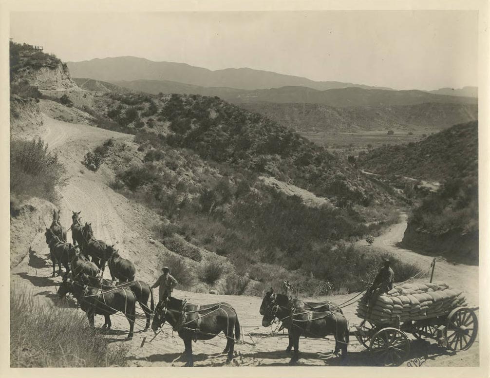 Two teams of six mules, one hitched to a cart hauling bags of cement up the hill